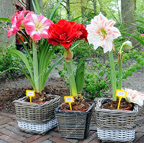 bulbos verdaderos Amaryllis, Hippeastrum bulbos bulbos de flores bonsái Amarilis rizomas Bulbos Barbados lirio planta bonsai jardín -2 bombilla 12