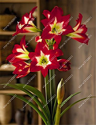 bulbos verdaderos Amaryllis, Hippeastrum bulbos bulbos de flores bonsái Amarilis rizomas Bulbos Barbados lirio planta bonsai jardín -2 bombilla 12