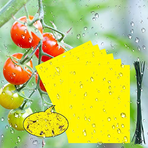 BUZIFU 30pcs Trampas para Insectos Trampas Pegajosas de Doble Cara con Bridas de 20 cm,Papeles Pegajosos Amarillos Trampas de Moscas, Ideal para Proteger de Huertos y Plantas Ornamentales(19,5X 15 cm)