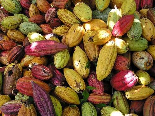 Cacao Venezuela Delta | Granos de Cacao Origen Sur Del Lago| Calidad Suprema | Saco de Yute 5KG