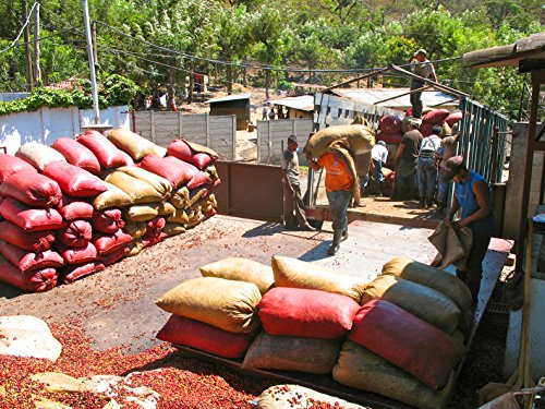 Café verde: practique la mezcla de café Arabica (100% Arábica) para tostar y tostar en su tostador casero - 1000 g