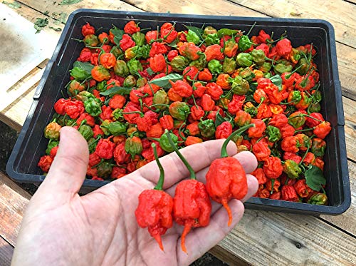 Carolina Reaper 10 Semillas Pura De El Chile Mas Picante En El Mundo 2.200.000 Shu Producciòn Italia 100%