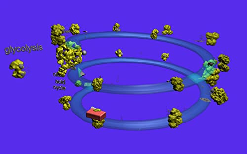 Cell Respiration (Glycolysis, Citric Acid Cycle, Respiratory Chain)