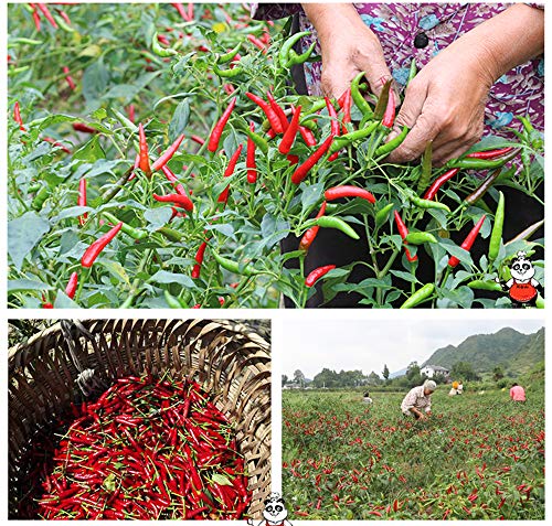 Chili seco, pimienta seca de Szechuan, chile seco, pimienta de Sichuan, chiles rojos secos, 8oz, (muy picante suave) (8)