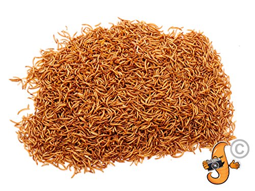 Chubby Mealworms Gusanos para comida gruesos y secos con entrega gratuita para pájaros salvajes, 1 litro