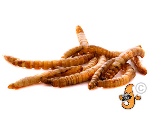 Chubby Mealworms Gusanos para comida gruesos y secos con entrega gratuita para pájaros salvajes, 1 litro