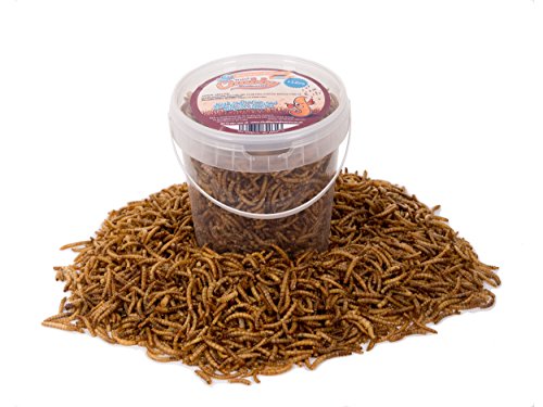 Chubby Mealworms Gusanos para comida gruesos y secos con entrega gratuita para pájaros salvajes, 1 litro