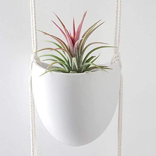 Colgantes de cerámica Planter 3 Nivel suculento de Ollas Cubierta Holder Pared Planta de Hierbas o Plantas vivas Aire Faux Modernas Plantas de jardín Vertical