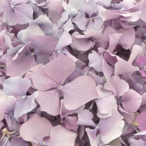 Confeti de pétalos de flores lilas de hortensia liofilizada