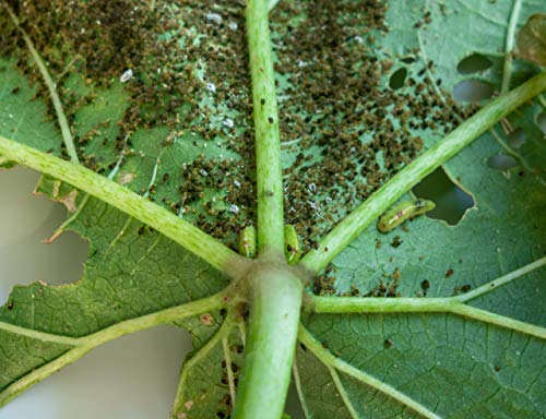 CULTIVERS Jabón Potásico de 5 l. Insecticida Ecológico con Registro para Agricultura. Actua por Contacto. eficacia contra: Mosca Blanca, araña roja, Trips, cochinillas o pulgones