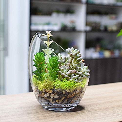 Ecosides- Jarrón de Cristal Transparente Inclinado para Terrario, Diseño de Globo Redondo de Cristal con Burbujas de Corte Ancho, para Poner Caramelos,Plantas,Flores,Frutas