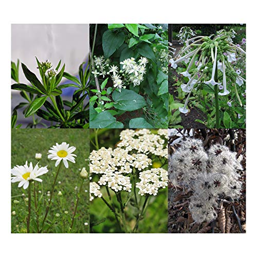 El Mar de Flores Blancas - Set de regalo- Semillas con 6 florecientes flores blancas para el jardín