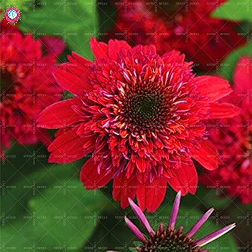 Elitely 45 Unids/bolsa FloristerÃ­as Dendranthema Semillas Flor de Crisantemo Todo Rojo E Cea Doble Scoop Flor de Frambuesa