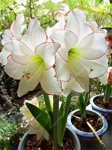 Es cierto Amaryllis Bulbos de la planta de jardín Hippeastrum Bulbos bonsai bulbos de flores Amarilis rizomas Bulbos Barbados Lily maceta - 1 bombilla de 17