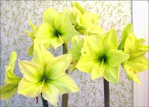 Es cierto Amaryllis Bulbos de la planta de jardín Hippeastrum Bulbos bonsai bulbos de flores Amarilis rizomas Bulbos Barbados Lily maceta - 1 bombilla de 17