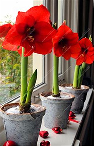 Es cierto Amaryllis Bulbos de la planta de jardín Hippeastrum Bulbos bonsai bulbos de flores Amarilis rizomas Bulbos Barbados Lily maceta - 1 bombilla de 6