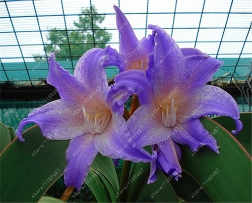 Es cierto Amaryllis Bulbos de la planta de jardín Hippeastrum Bulbos bonsai bulbos de flores Amarilis rizomas Bulbos Barbados Lily maceta - 1 bulbo de 8