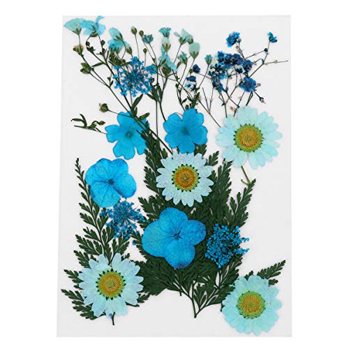 EXCEART Múltiples Flores Secas Hojas de Flores Prensadas Plantas de Bricolaje Material de Muestra para Artesanía Tarjeta de Felicitación Decoración de La Caja Del Teléfono (Azul Cielo