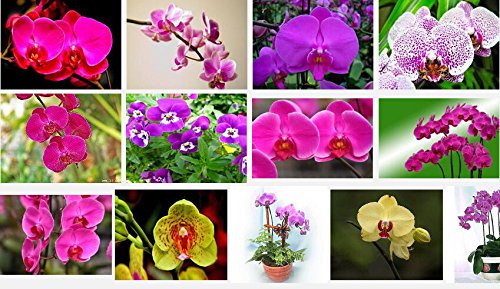 Exóticas semillas de flores de orquídeas Cattleya orquídea mariposa multicolor Bonsai Monoflord mini jardín de plantas fáciles de cultivar 200 PC / bag 21