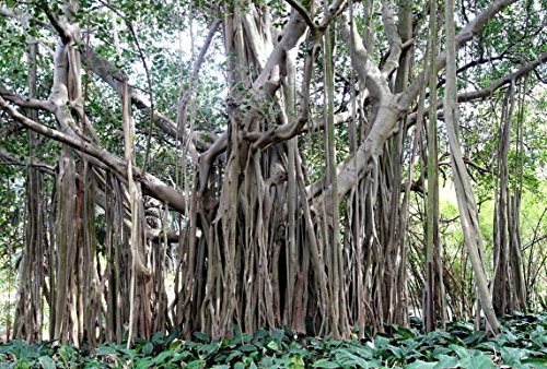 Ficus Benghalensis árbol más de 100 semillas, Banyan, Bengala higo, las Indias Orientales figura Bonsai