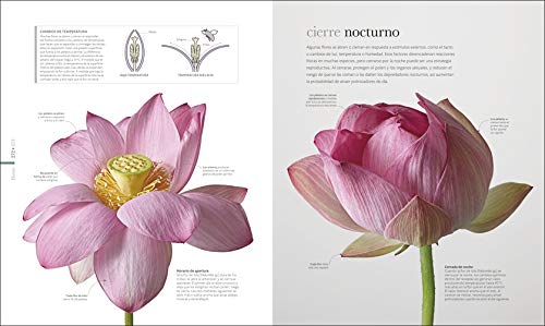 Flora: El mundo secreto de las plantas (Gran formato)