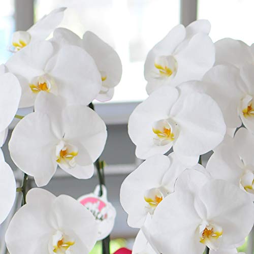 Florclick-Planta Orquídea Phalaenopsis blanca natural lista para regalar, envío GRATIS