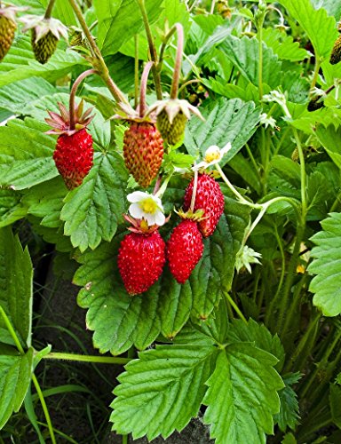 Fresa silvestre"Mignonette" fresa de bosque, fresa alpina, fresa de los Cárpatos, fresa europea, fraisier des bois - semilla