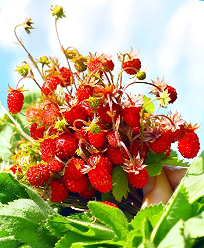 Fresa silvestre"Mignonette" fresa de bosque, fresa alpina, fresa de los Cárpatos, fresa europea, fraisier des bois - semilla