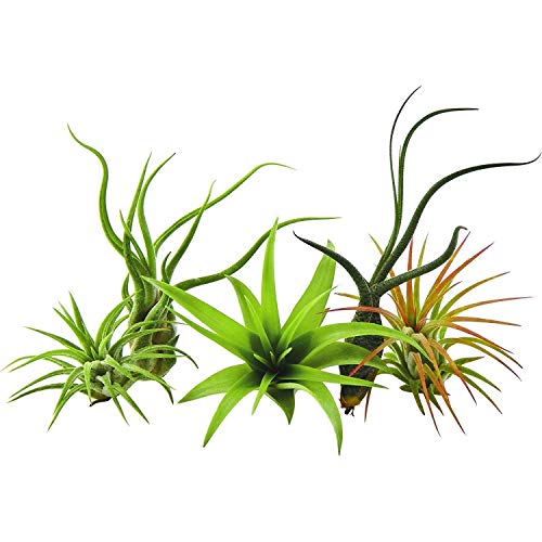 GEOPONICS Paquete de 5 plantas raras Tillandsias planta de aire por parte de US Jardines vivo Planta de la casa con nosotros Flant