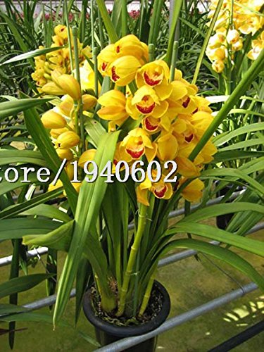 Gran venta 100pcs / bolsa de orquídeas cymbidium, cymbidium amarillo, planta de la orquídea cymbidium, semillas de flores bonsai, el crecimiento natural, plantas para el hogar g