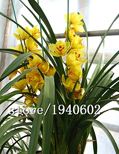 Gran venta 100pcs / bolsa de orquídeas cymbidium, cymbidium amarillo, planta de la orquídea cymbidium, semillas de flores bonsai, el crecimiento natural, plantas para el hogar g