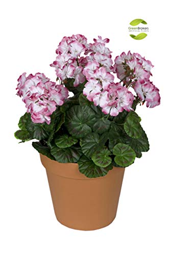 GreenBrokers - Geranios Artificiales en Maceta de Color Terracota (45 cm), Color Rosa y Blanco