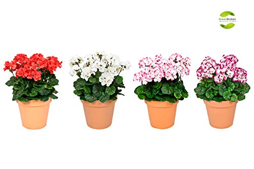 GreenBrokers - Geranios Artificiales en Maceta de Color Terracota (45 cm), Color Rosa y Blanco