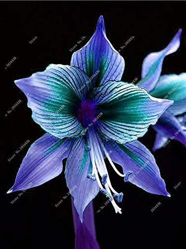 Hot Amaryllis Seeds, Chinese Cheap Flower Bonsai Plants Seeds, Amarilis Seeds Planting Pots, Flower Garden Balcony 100 Pcs A Ba