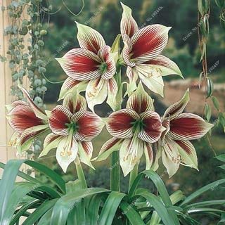 Hot Amaryllis Seeds, Chinese Cheap Flower Bonsai Plants Seeds, Amarilis Seeds Planting Pots, Flower Garden Balcony 100 Pcs A Ba