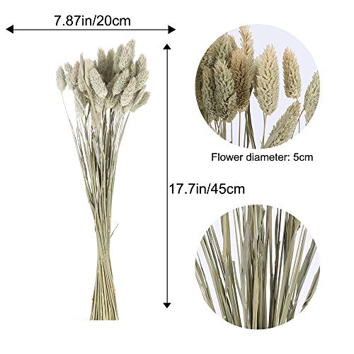 HUAESIN 50pcs Ramos de Flores Secas Naturales Hierba de Pampas Secas Decoracion Pequeña Flor Seca para Manualidades Jarron Maceta Cesta Mesa Boda Fiesta Interior Pampas Phragmites Beige