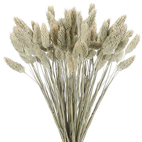 HUAESIN 50pcs Ramos de Flores Secas Naturales Hierba de Pampas Secas Decoracion Pequeña Flor Seca para Manualidades Jarron Maceta Cesta Mesa Boda Fiesta Interior Pampas Phragmites Beige