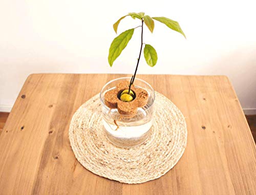 InGrowth Kit jardinería Interior para germinar y Plantar tu árbol Aguacate | Kit ecológico de Corcho para decoración | Regalo Original para Amantes Aguacate y medioambiente | Kit Experience