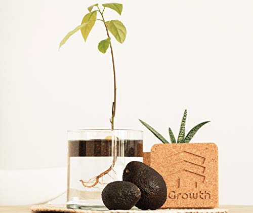 InGrowth Kit jardinería Interior para germinar y Plantar tu árbol Aguacate | Kit ecológico de Corcho para decoración | Regalo Original para Amantes Aguacate y medioambiente | Kit Experience