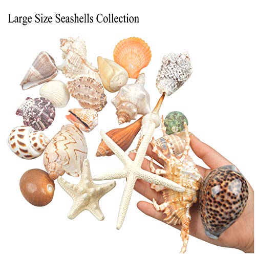 Jangostor 21 PCS Conchas de mar medianas Conchas de mar de playa mixtas, varios tamaños Conchas de mar de colores naturales Estrellas de mar Perfecto para la fiesta temática de playa Decoraciones