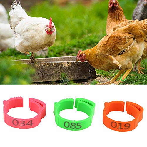 Juego de 100 anillas para aves de corral, pollitos y pájaros, para gallinas, patos, pollos, aves de corral, 001-100, marcas digitales, diámetro interior ajustable 2 – 2,4 cm (verde, naranja, rojo)