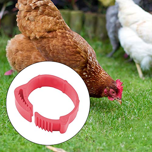 Juego de 100 anillas para aves de corral, pollitos y pájaros, para gallinas, patos, pollos, aves de corral, 001-100, marcas digitales, diámetro interior ajustable 2 – 2,4 cm (verde, naranja, rojo)