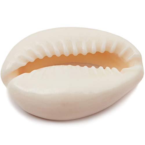 Juvale Cowrie conchas marinas para hacer joyas, manualidades (150 unidades)