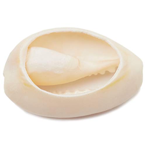 Juvale Cowrie conchas marinas para hacer joyas, manualidades (150 unidades)