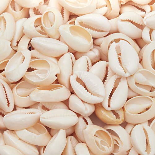 Juvale Cowrie conchas marinas para hacer joyas, manualidades (150 unidades)