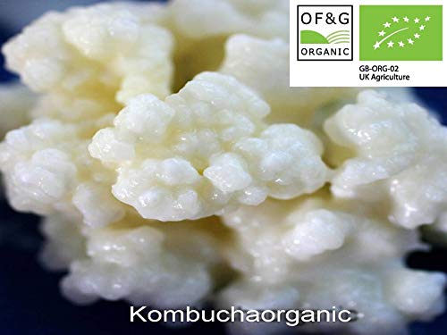 KombuchaOrganic ® Granos de leche viva orgánica certificada kéfir (granos tibetanos, setas de calidad, garantizada por UKAS Lab culturas de calidad excepcional y únicas, 10 g)