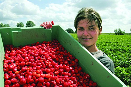 Little Scarlet - Mermelada de Fresas del Bosque Cultivadas en Tiptree - (Pack 6 unidades)