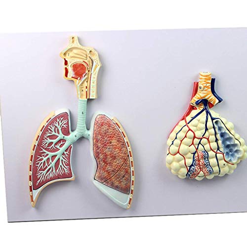 LXX Modelo de Sistema respiratorio, Modelos de Ciencias de anatomía Humana, segmento de pulmón, cavidad Nasal, lóbulos broncopulmonares, Modelo Alveolar, Ayuda para Entrenamiento respiratorio