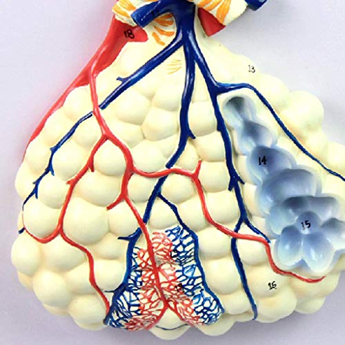 LXX Modelo de Sistema respiratorio, Modelos de Ciencias de anatomía Humana, segmento de pulmón, cavidad Nasal, lóbulos broncopulmonares, Modelo Alveolar, Ayuda para Entrenamiento respiratorio