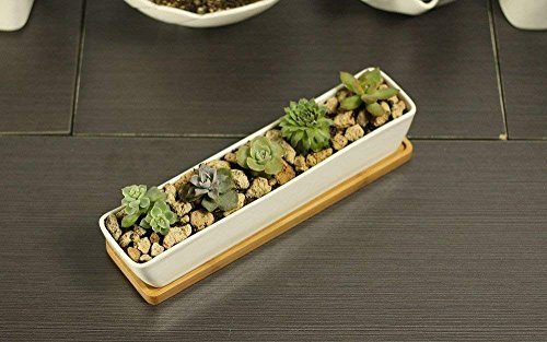 Macetas de Cactus rectangulares con Bandeja de bambú para Plantar Mini suculentas